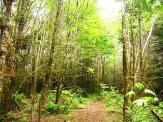 Building the Maxon House: Week 7 - Photo 1 of 4 - The overgrown logging road, leading to our undeveloped 21-acre property.