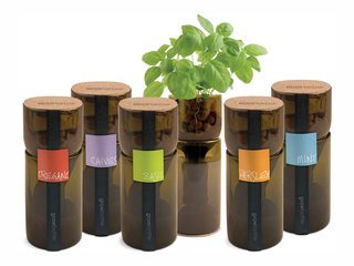 Grow Bottles - Photo 2 of 2 - Grow Bottles are repurposed wine bottles used to grow basil, chives, mint, oregano, and parsley using hydroponics.