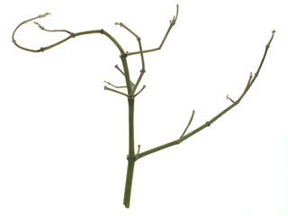 It starts with a stick of mistletoe, stripped clean of its leaves.