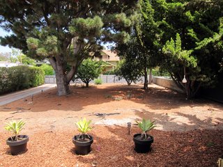 Dwell Home Venice: Part 1 - Photo 5 of 10 - Here's a view looking east through the front yard toward the street. The trees include a large pine on the left and an oak and juniper on the right.