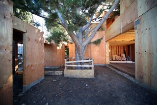 The Pine Needle Courtyard houses a mature Monterey pine tree. A carpet of needles was removed during grading but will return soon. The opening on the left is the entry vestibule and on the right is the living/dining/kitchen space.