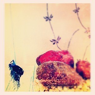 The office fish, as shot by Leah King.