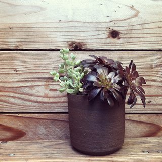 Not just for succulents. The Bamboo series of planters have a drainage hole, so feel free to fill them with thirstier flora.