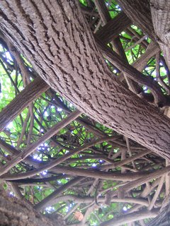 Hau Tree Lanai in Honolulu - Photo 2 of 5 - Looking up you hardly even see the sky for the intense thicket of branches and leaves.