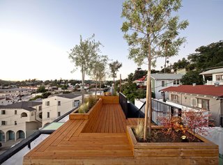 10 Warm Wood Floors - Photo 4 of 10 - Planted with three olive trees and drought-resistant shrubs, the roof terrace provides an entertaining space. The deck is made out of clear-coated Douglas fir to save costs; it also echoes the cabinets inside, providing visual continuity. 