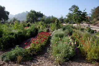 Just one month later the garden was much lusher.