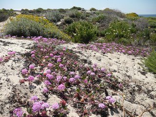 Pacific Grove Dune Restoration by John Wandke.