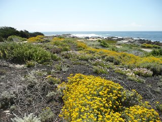 Pacific Grove Dune Restoration by John Wandke.