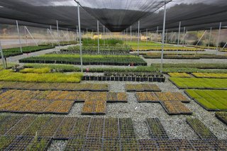 Rana Creek Nursery by David Bryan.