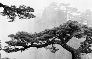Celestial Seasons - Photo 1 of 9 -