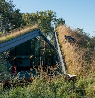 The green roof and yard at the Edgeland House is a mix of around a hundred different native grasses and plants.
