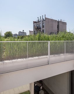 Vegetation from the garden on the lower roof provides a contrast to the backdrop of Gowanus’s rapidly changing landscape.
