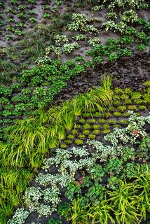 A Green Wall in Silicon Valley - Photo 1 of 2 -