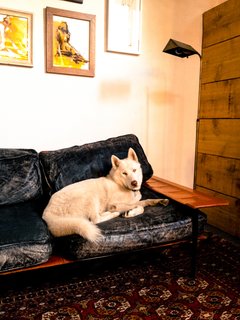 Mathew Gerson’s husky is an unofficial member of the Number Five co-working collective in Venice. Photo by Marc Alt
