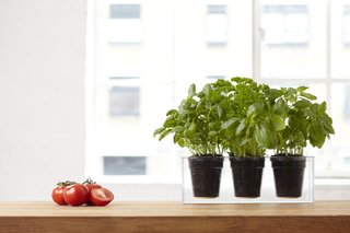 The Bosske cubes can be used to house flowers, giving a pop of color to an apartment, or a variety of other plants. The trio planter makes for a great herb garden on a kitchen windowsill or counter.