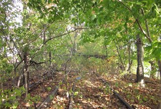 Discover How Parks Can Protect Cities from Natural Disasters at Dwell on Design New York - Photo 4 of 5 -