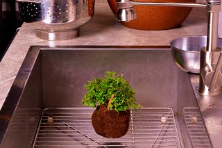 This self-contained garden by Global Gardens doesn't require a planter. Just dip the soil ball in water and drain to keep the herbs and succulents growing.