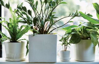 The Store That's Changing How City-Dwellers Buy Plants - Photo 1 of 6 -