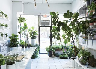 The Store That's Changing How City-Dwellers Buy Plants - Photo 2 of 6 -