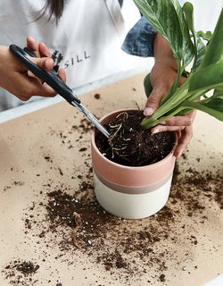 The Store That's Changing How City-Dwellers Buy Plants - Photo 3 of 6 -