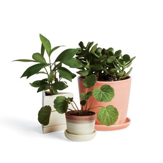 The Store That's Changing How City-Dwellers Buy Plants - Photo 6 of 6 -