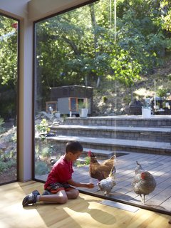 Chicken under glass? Apolo will settle for eggs for breakfast. 