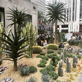 Titled Sunscape, the garden features dozens of exotic cacti reaching as high as 16 feet tall as well as a variety of succulents. 