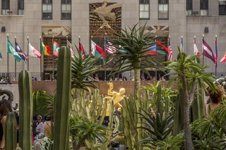 For the month of June 2016, Rockefeller Center's Chanel Gardens will be filled with a cactus garden designed by Lifescapes International.
