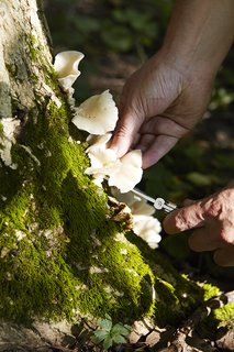 Here the chef selects a few oyster mushrooms, which "grow on trees and logs during the wetter part of summer," he explains. At Please, the fungi are used for stock as well as in composed dishes, combined with shallots, thyme, and butter. Santos notes that this particular specimen is identified by its distinctive bunching pattern and its "oyster-like" scent. 