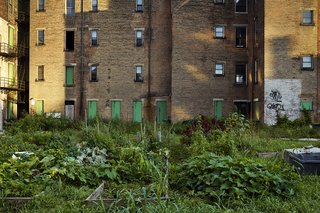 A few blocks from the restaurant is an urban garden that Santos cultivated over the course of the last two years. Surrounded by derelict structures, the site is a thriving pastoral scene during peak harvest season. Santos and his team of chefs visit it daily, and plan the rotating roster of crops carefully over the course of the year. 