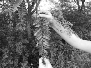 The honey locust is a deciduous tree, with a mix of pinnately and bipinnately compound leaves that turn bright yellow before they fall in autumn. 