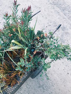 What You Need to Know When Considering Working With a Landscape Designer - Photo 3 of 6 - Having a consistent and cohesive planet palette is a necessary step to follow when planning the direction of your garden.