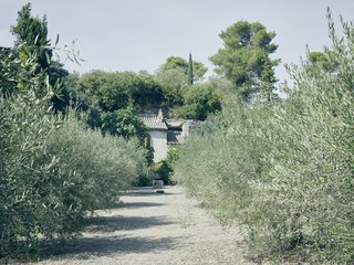 An olive grove frames Lolo’s farmhouse.