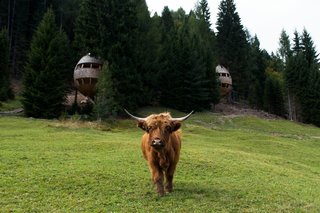 These Tree Houses in the Dolomites Look Like Egg-Shaped Pinecones - Photo 2 of 11 -