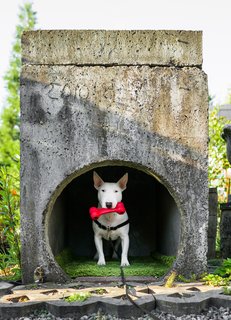 One of the couple’s dogs enjoying a sunny day in the nursery.