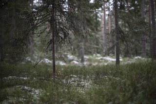72 Hours in Småland, the Design Capital of Southern Sweden—Part One - Photo 1 of 9 -