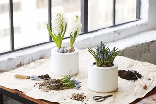 Clueless About Gardening? These 5 Smart Planters Can Help - Photo 5 of 9 -