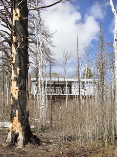A brush fire in 2013 destroyed some 40 buildings in the Casper Mountain forest and charred much of the vegetation. "As the forest returns and the Aspens take over again, we’ll have a silvery box that lives under a canopy of green trees," says Logan.