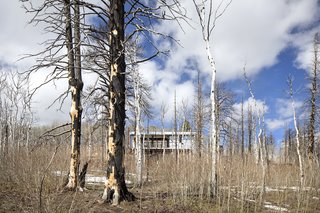 "Because of the fire, the landscape is familiar but different," says Logan. While all the mature forest has been destroyed, the Aspens are growing back in what Logan describes as a "really raw experience in the forest."