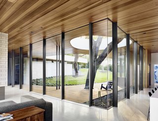 Cover Story: This House in Austin Has a Tree Growing Right Through It - Photo 4 of 10 - The insulated glass at the front of the house was glazed on-site. "The result is far more glass and far less mullion than in a typical glass wall," says Alter.