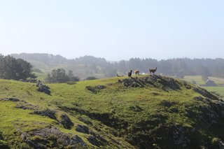 Alpaca roam the grounds along with Scottish long-haired cattle.