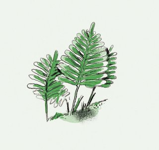 Resurrection Fern