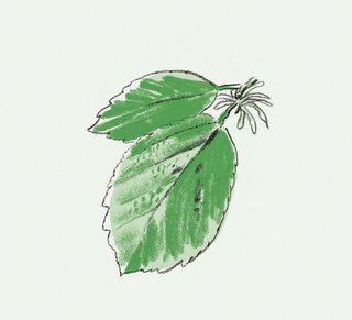 American <br>Witch Hazel 