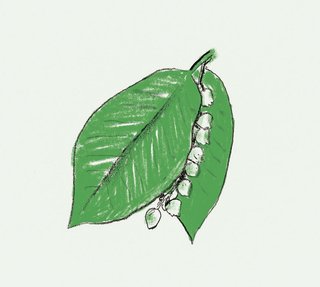 Salal