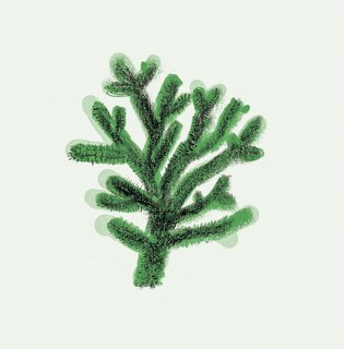 Teddy Bear Cholla 