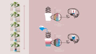 This chart outlines the process behind Yoshizoe's use of hydro-chromic ink in Plants-Skins.