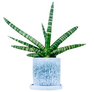 Hiroto Yoshizoe's Plants-Skin planters use hydrochromic ink to reveal underlying color in the ceramic when the soil inside is dry.