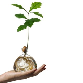 Watch a Future Oak Tree Sprout Roots With the Ilex Acorn Vase - Photo 1 of 2 -