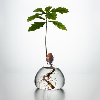 Watch a Future Oak Tree Sprout Roots With the Ilex Acorn Vase - Photo 2 of 2 -