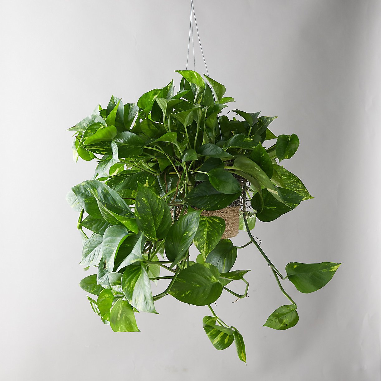 Terrain Pothos Plant, Hanging Jute Basket by Terrain Dwell